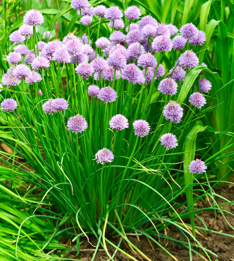 Herb Bundle