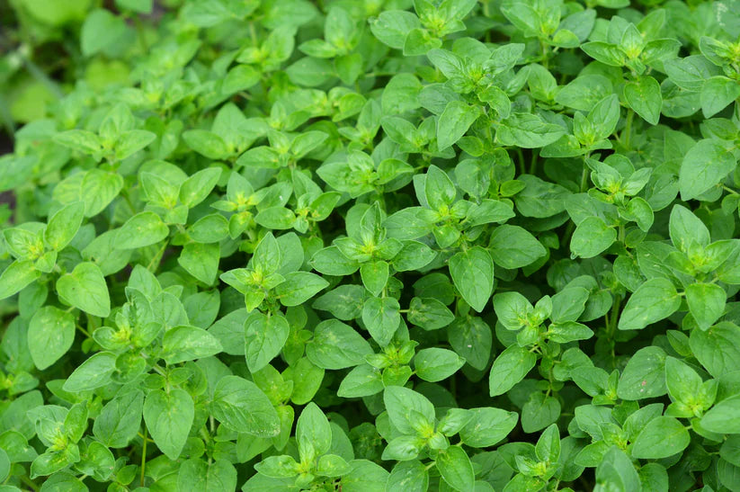 Herb Bundle