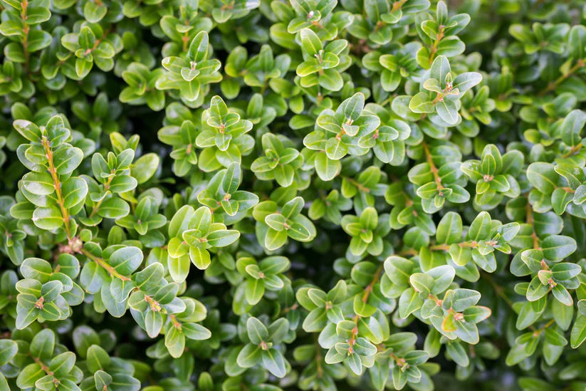 Herb Bundle