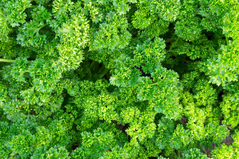 Herb Bundle