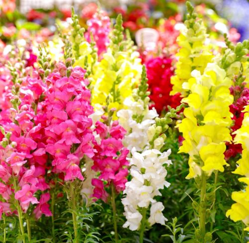 Antirrhinum - Snapdragon Tall Mix (500 seeds)