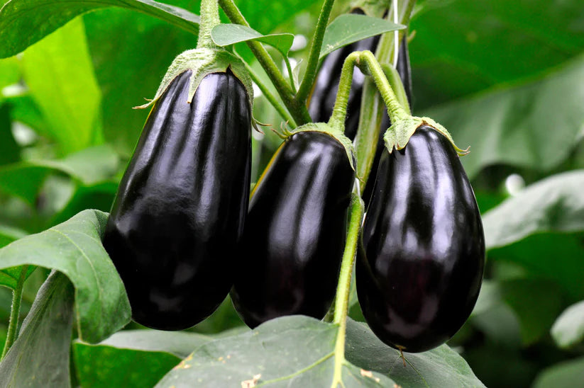 Aubergine - Black Beauty (30 seeds)