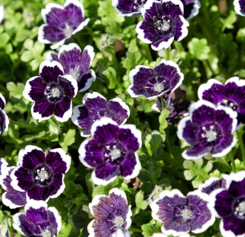 Baby Penny Black Nemophila Discoidalis (50 seeds)