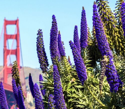 Blue Echium Pininana Steeple Tower of Jewels (10 seeds)