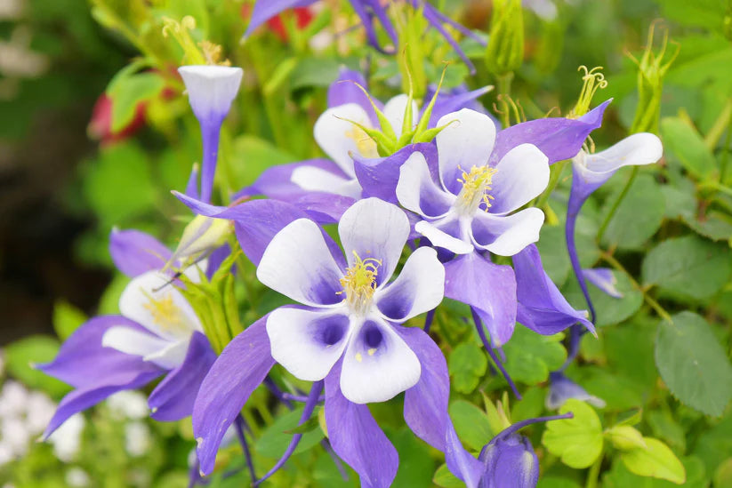 Blue Star Aquilegia - Caerulea Columbine (30 seeds)