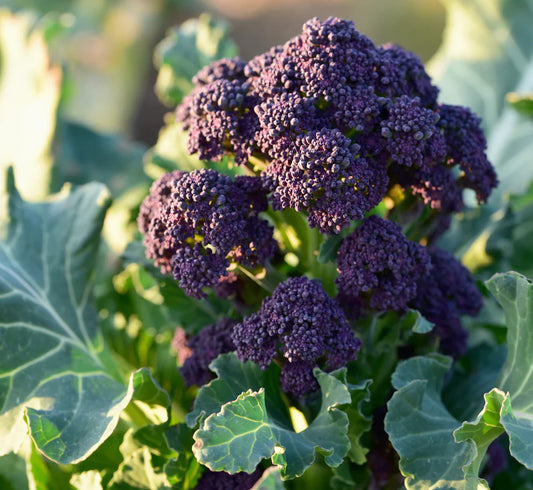 Broccoli - Purple Early Sprouting (50 seeds)