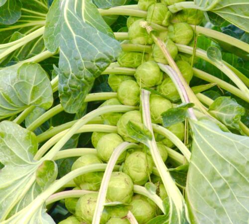 Brussel Sprouts - Brassica Oleracea (50 seeds)