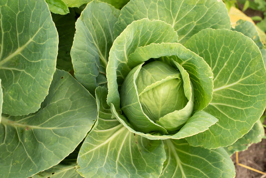 Cabbage - Golden Acre ( 50 Seeds)