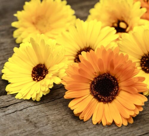 Calendula Officinalis - Pacific Beauty Mixed