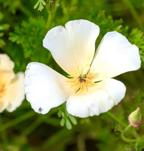 Poppy - California Poppy White Linen (200 seeds)