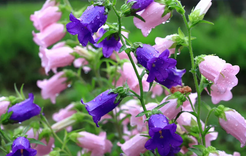 Campanula - Canterbury Bells Double Mix (250 seeds)