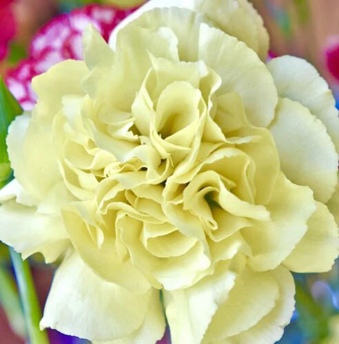 Carnation Dianthus - Chabaud Marie Yellow (70 seeds)