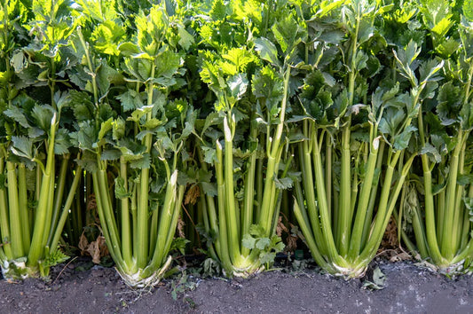 Celery - Golden Self Blanching (200 seeds)