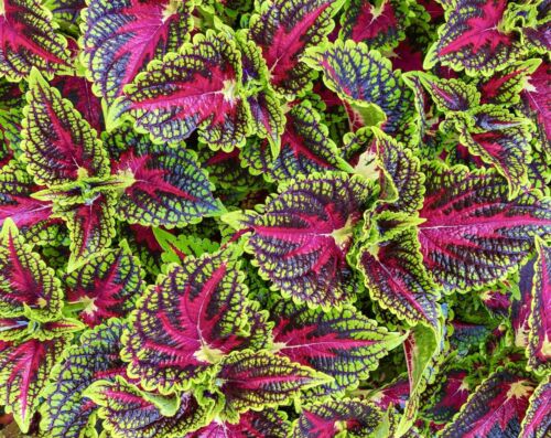 Coleus - Wizard Mix (20 seeds)