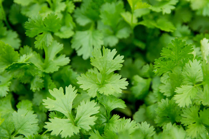 Herb Bundle