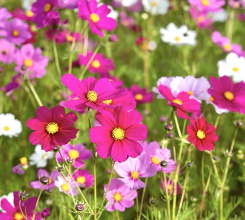 Cosmos - Sensational Mix - Bipinnatus (50 seeds)