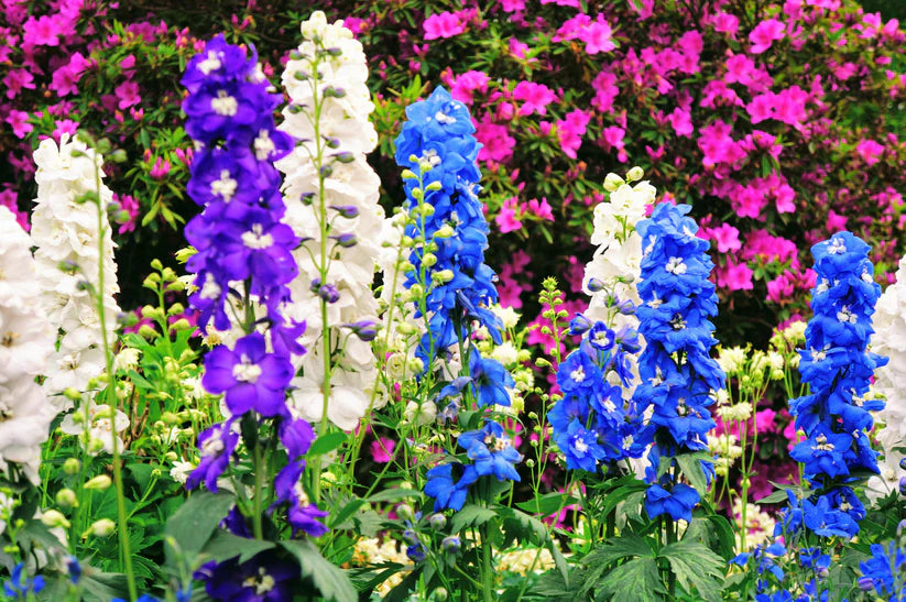 Delphinium - Pacific Tall Mix  (45 seeds)