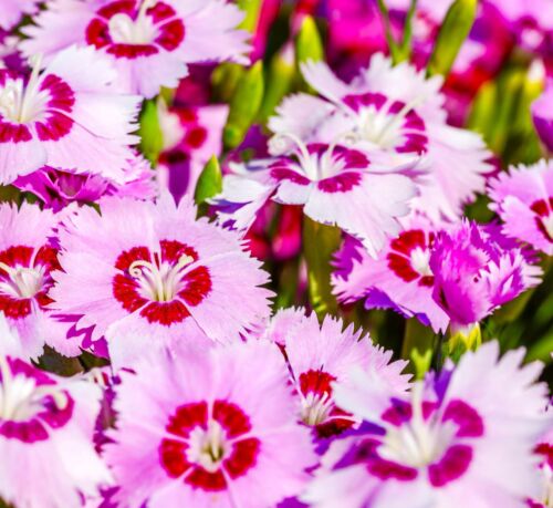 Dianthus Plumarius Sweetness Beauty Mixed (50 seeds)