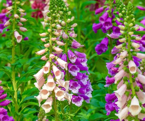 Digitalis Foxglove Foxy Mix (500 Seeds)