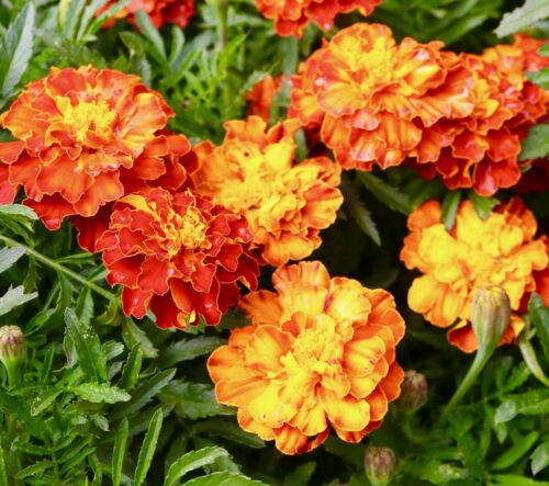 Dwarf French Marigold Bonita Mix (40 seeds)