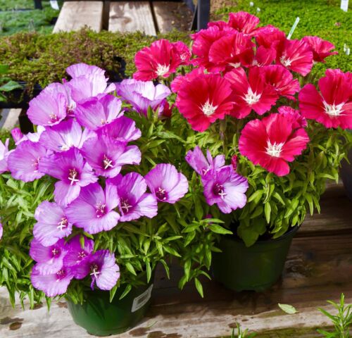 Dwarf godetia Mix - Clarkia Amoena (300 Seeds)