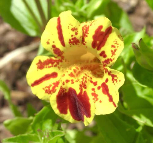 Dwarf Mimulus Tigrinus Tiger Monkey Mixed (350 Seeds)