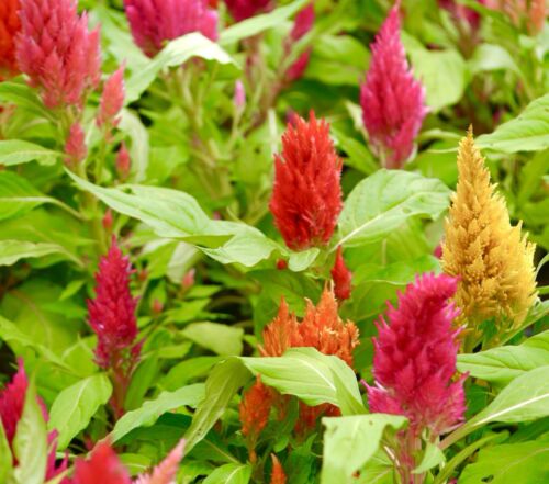 Celosia - Dwarf Plume Woolflower Cockscomb Mixed