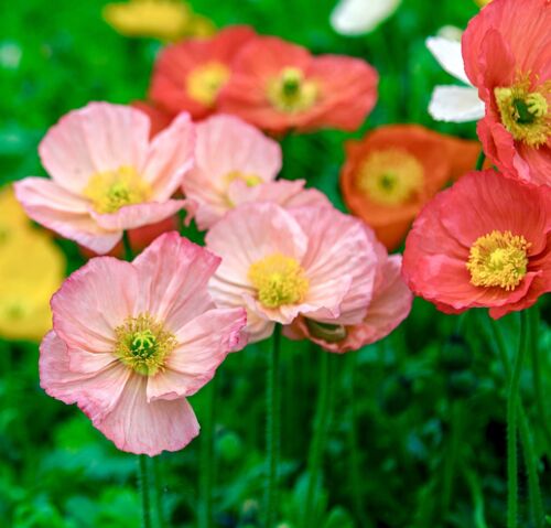 English Poppy - True Shirley Single (1500 Seeds)