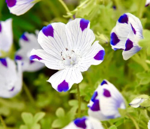 Five Spot Nemophila Maculata (40 Seeds)