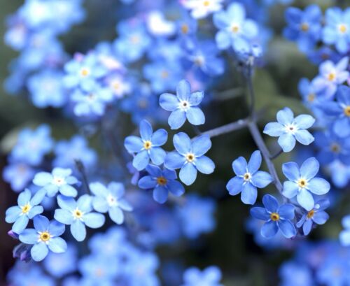 Forget Me Not Blue - Myosotis Alpestris ( 250 seeds)