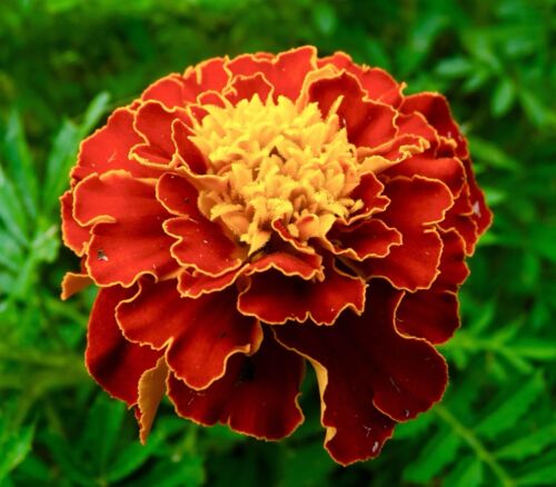 French Marigold Dwarf Tagetes - Boy spry (25 seeds)