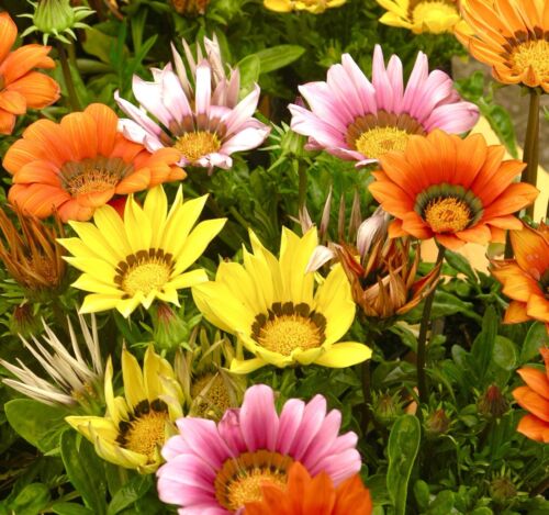 Gazania - Hybrid Sunshine Mix (30 seeds)