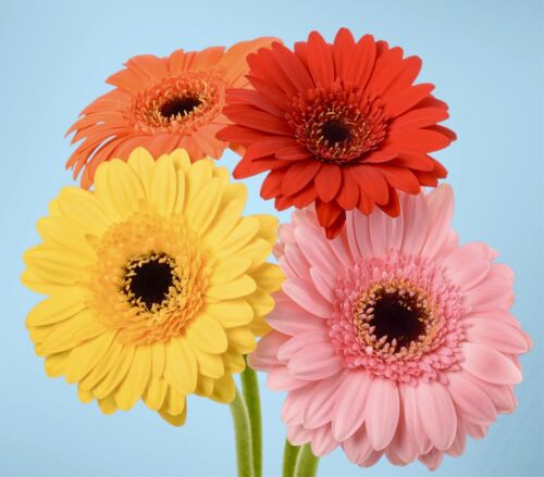 Gerbera - Jamesonii Hybrids Daisy Mix (15 Seeds)