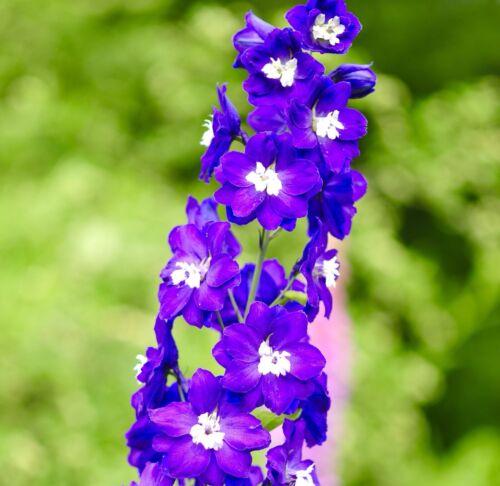 Giant Delphinium Cultorum - Tall King Arthur