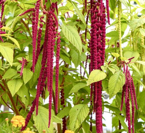 Giant red Amaranthus Leaf (15 seeds)