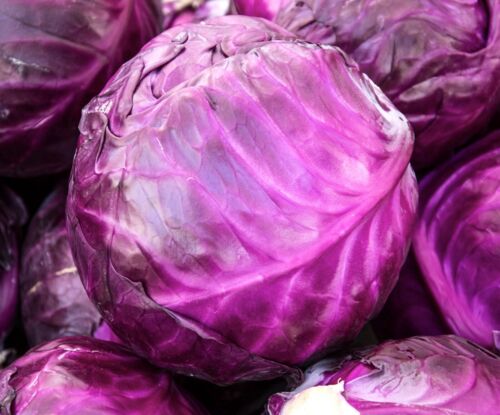 Giant Sweet Red Ball Cabbage