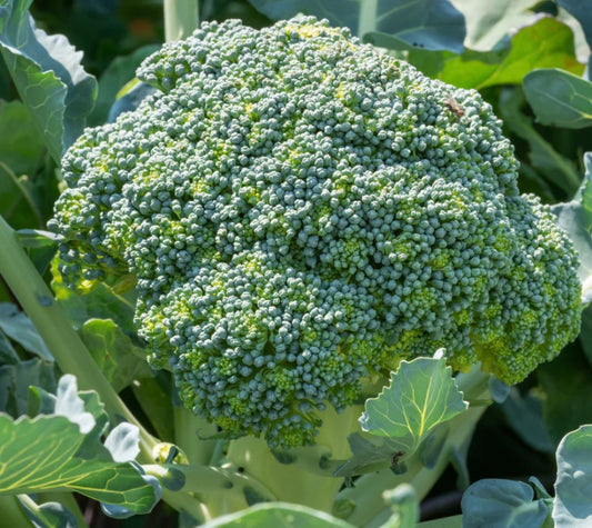 Green Sprouting Broccoli - Calabrese Long Season (100 Seeds)