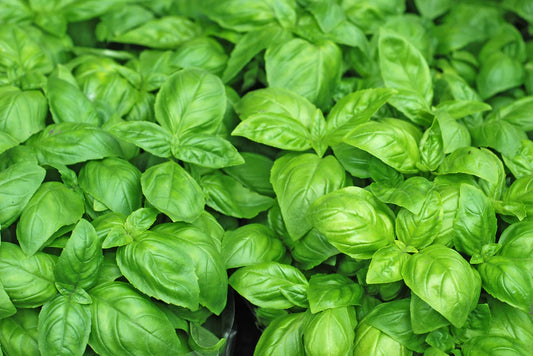 Basil - Classic Italian (50 seeds)