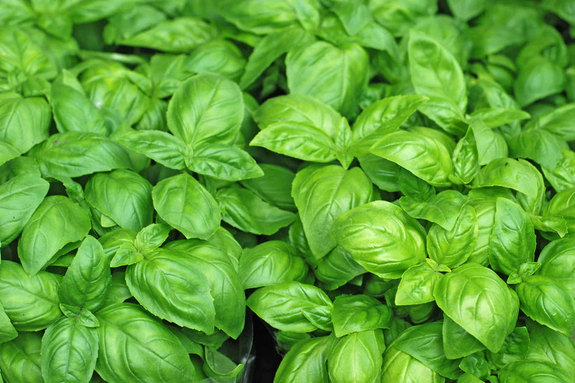 Herb Bundle