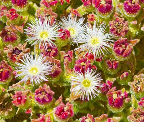 Ice Plant Mesembryanthemum Crystallinum (200 seeds)