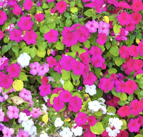 Busy Lizzie Baby - Impatiens Walleriana (90 seeds)