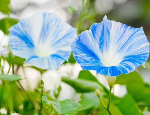 Ipomoea Morning Glory - Flying Saucer (40 seeds)