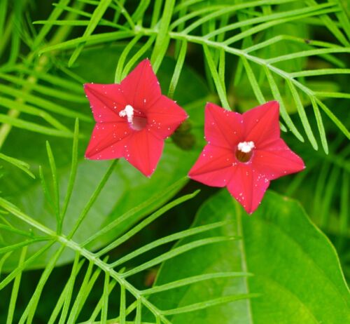 Red Cardinals - Ipomoea Quamoclit (15 seeds)