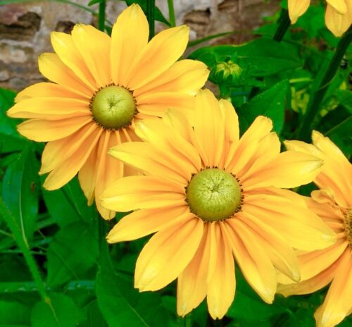 Rudbeckia - Irish Green Eyes (80 seeds)