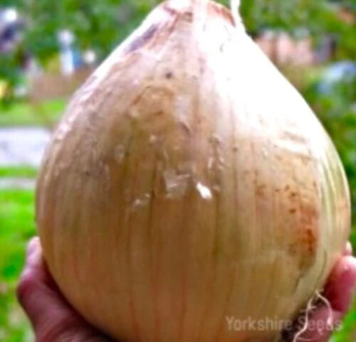 Jumbo Sweet Spanish Onion ( 50 Seeds)