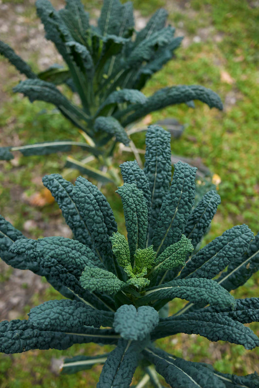 Kale - Borecole Black Tuscan Nero Di Toscana