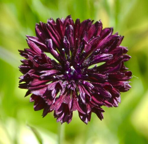 Cornflower - Large Black Ball - Centaurea Cyanus (60 seeds)