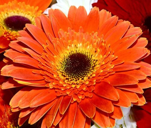 Large Zinnia Dahlia Orange Mandarin - Zinnia Elegans