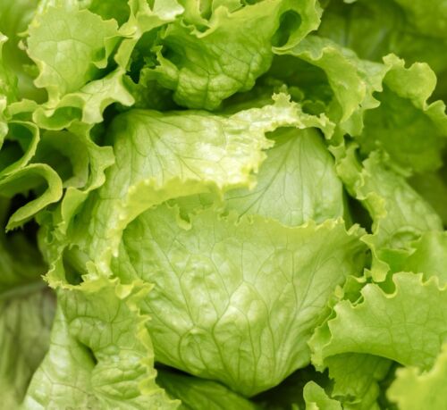 Lettuce Iceberg - Great Lakes 118 (200 seeds)