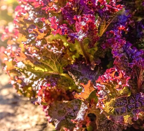 Lettuce - Lollo Rosso Leaf ( 200 seeds)